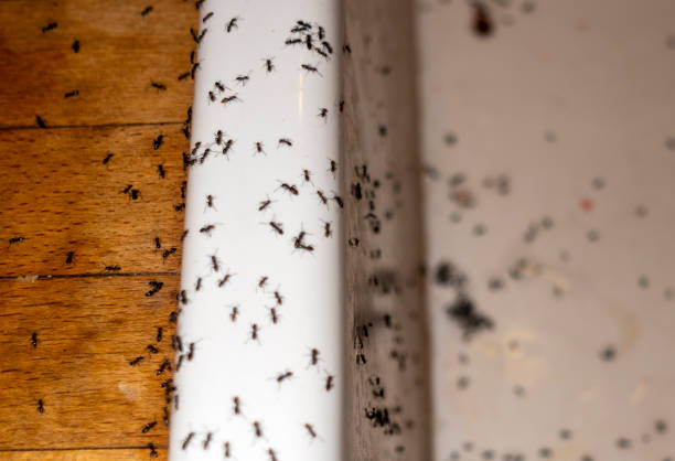 Best Local Pest Control Services  in Eldorado At Santa Fe, NM